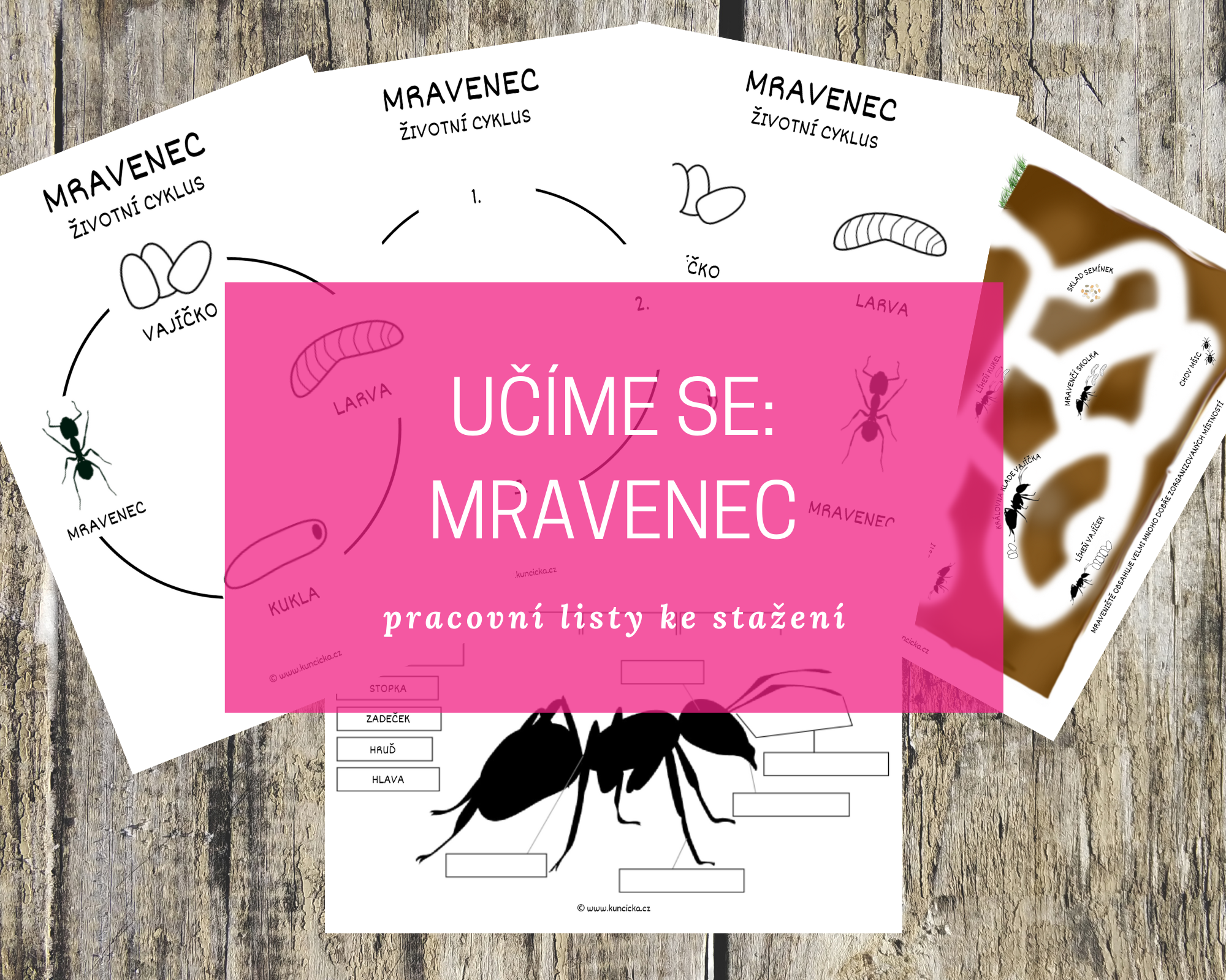 Učíme se na téma: MRAVENEC + originální pracovní listy 5 maravenc blog