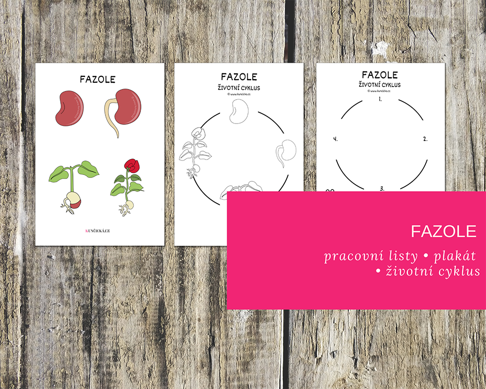 pracovní listy fazole