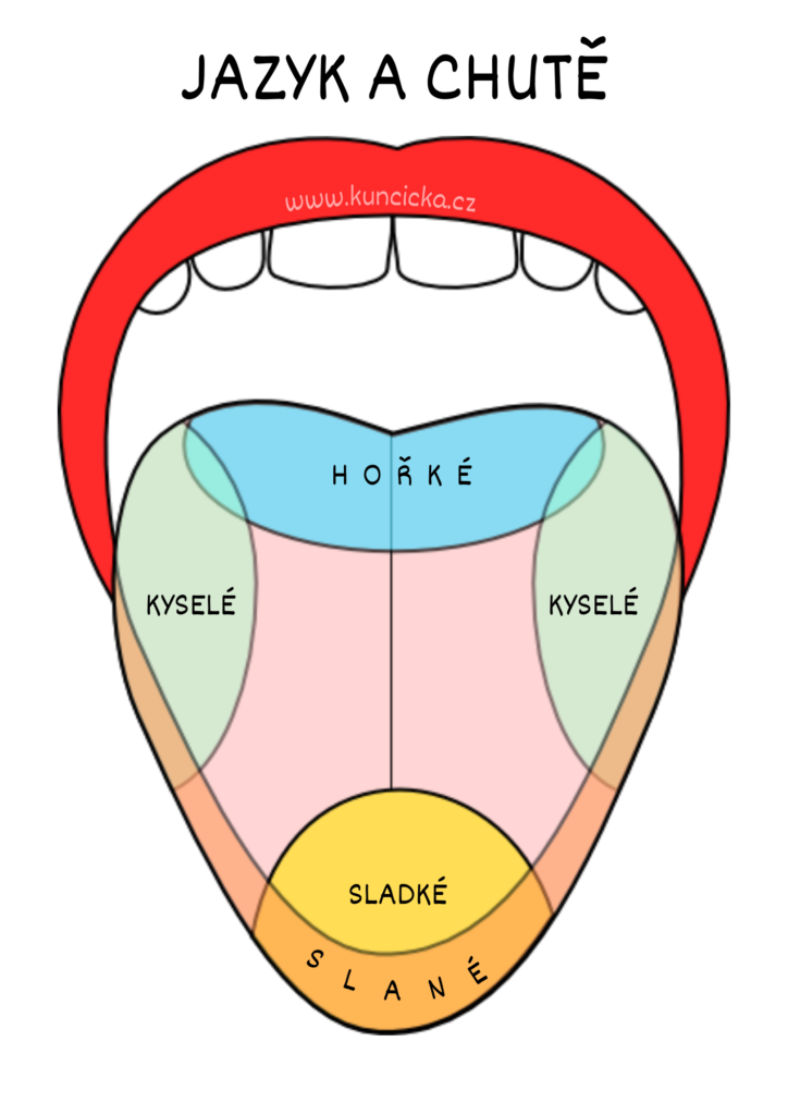 jazyk barevny popis