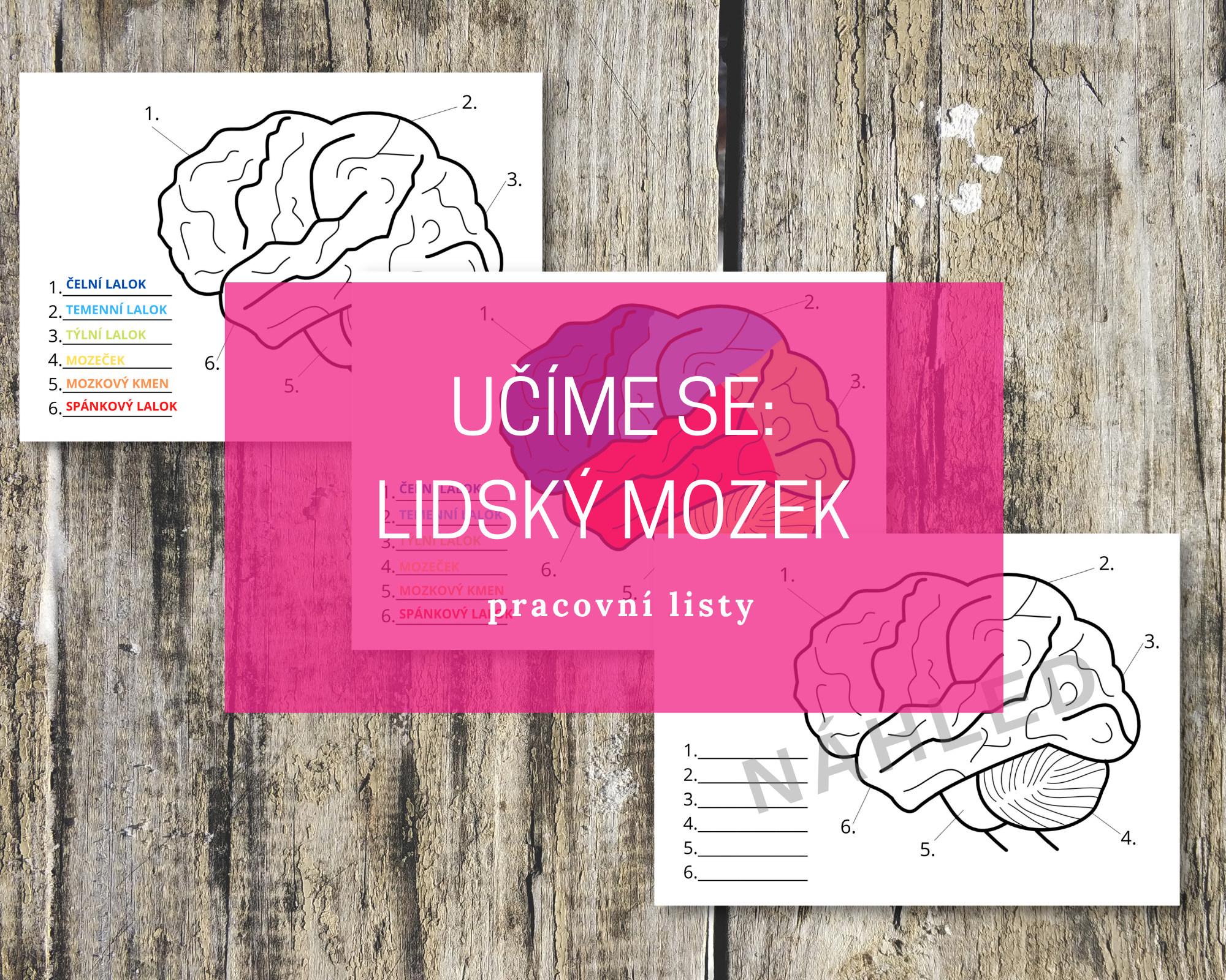 Objevujeme lidský mozek - pracovní listy 21 mozek blog
