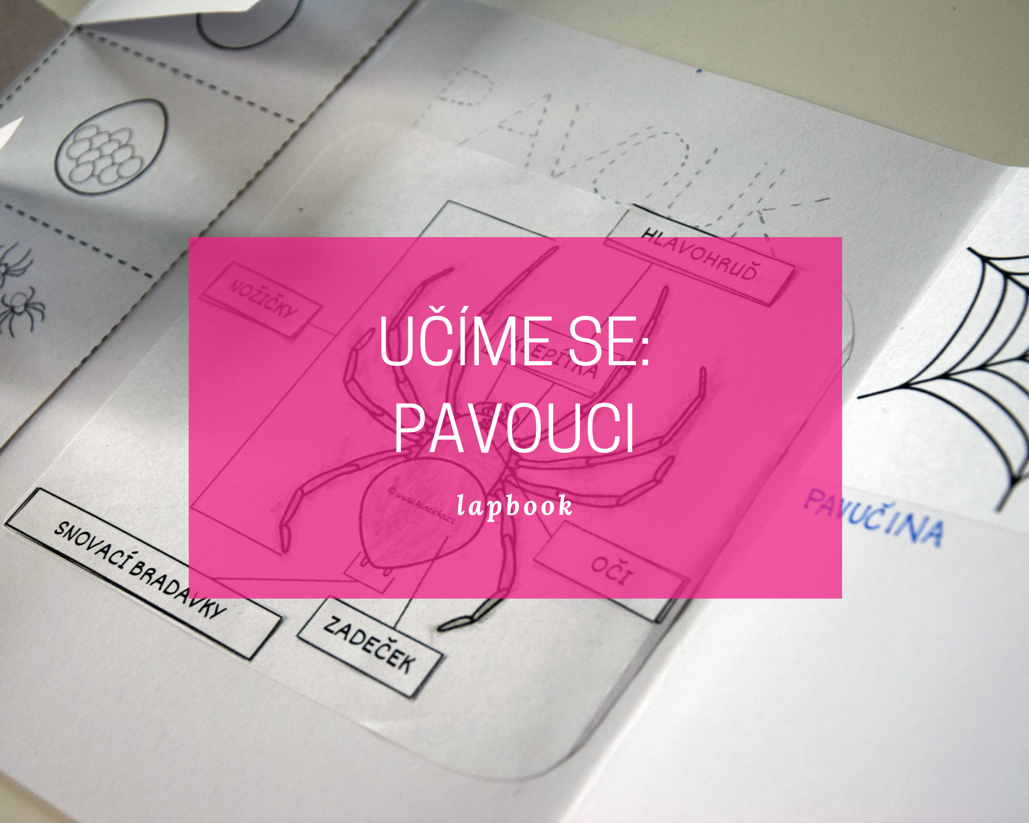 Můj lapbook - PAVOUK 6 pavouk blog