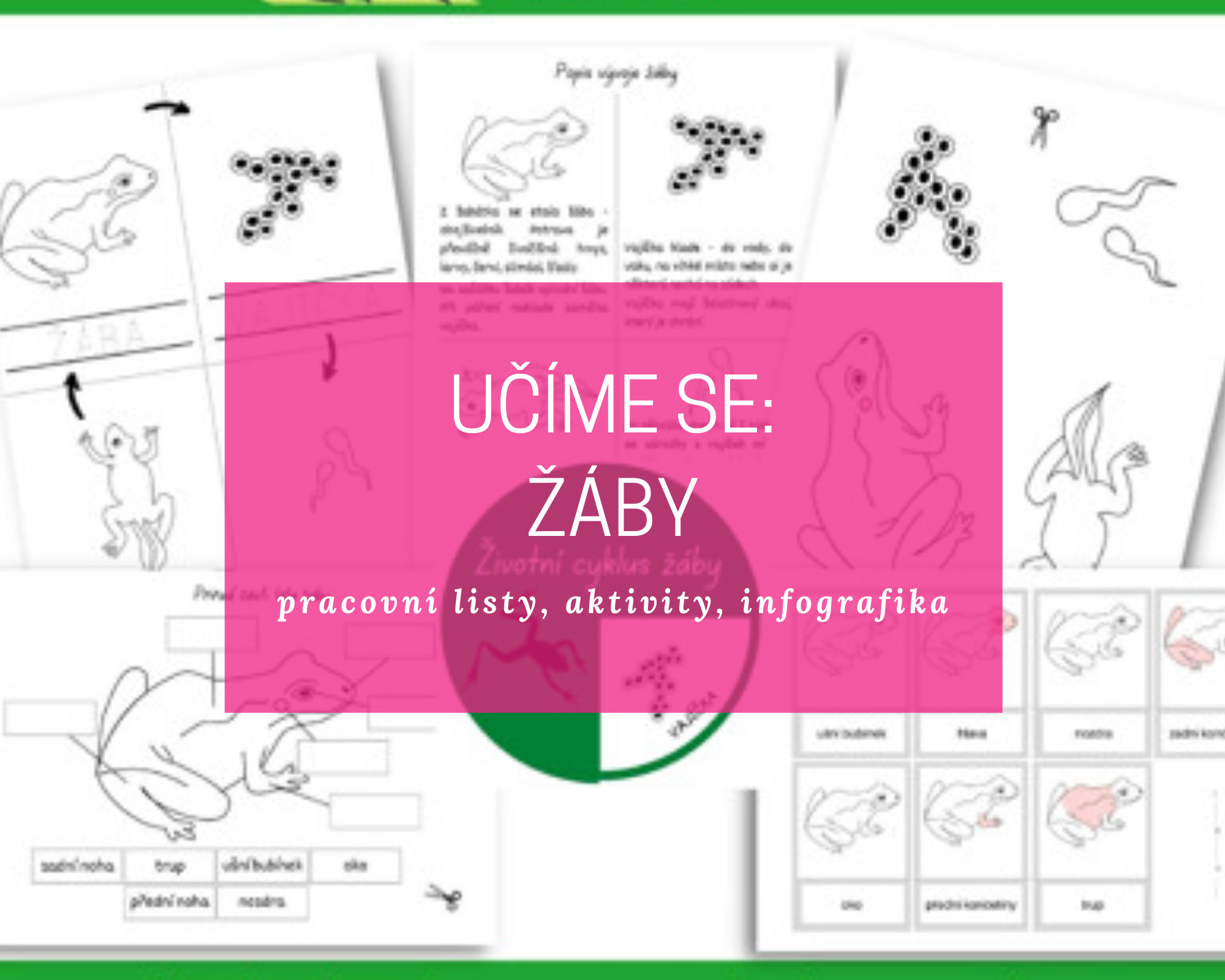 Učíme se: ŽÁBY - pracovní listy, aktivity + INFOGRAFIKA 4 zaby blog