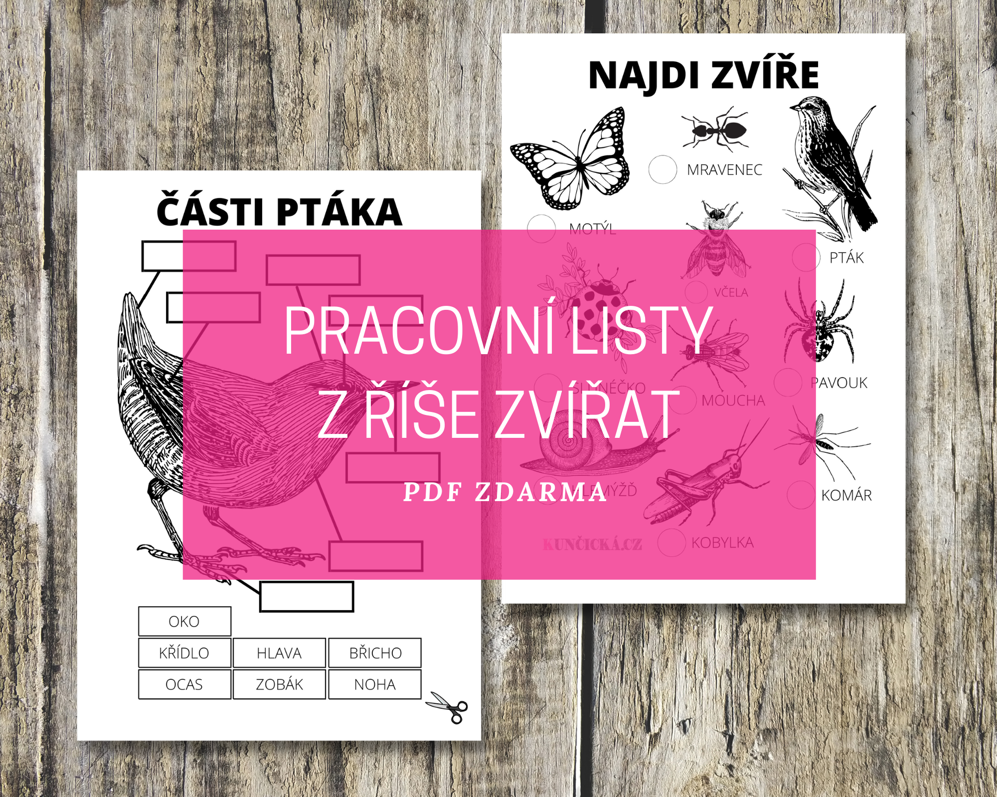 Pracovní listy z říše zvířat 11 z rise blog