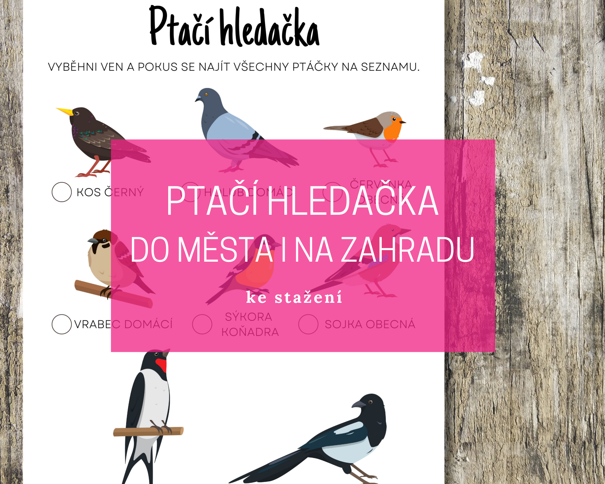 Ptačí hledačka do města i na zahradu ke stažení 10 ptaci blog