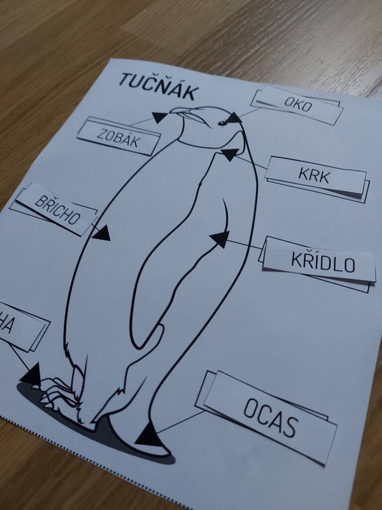 tučňáci pracovní listy