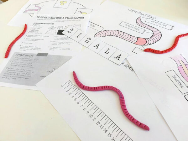 pracovní listy žížala