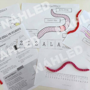 Žížala a její život - pracovní listy 4 pracovní listy žížaly