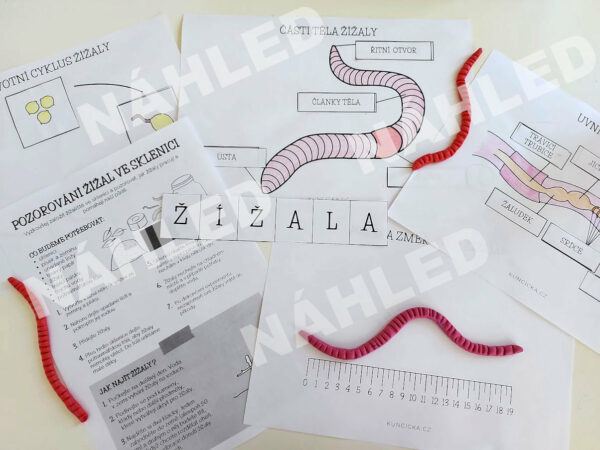 pracovní listy žížaly