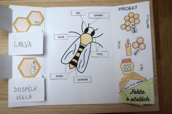 lapbook včely