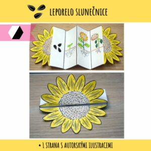 životní cyklus slunečnice